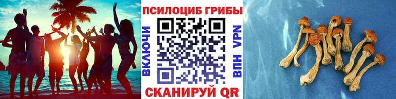 Галлюциногенные грибы мицелий Апшеронск