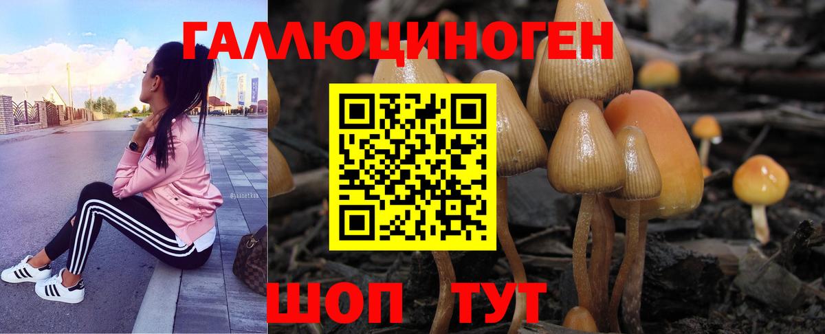 дарнет шоп  Вход с VPN  Псилоцибиновые грибы GOLDEN TEACHER  Апшеронск  Псилоцибиновые грибы Psilocybine cubensis 
